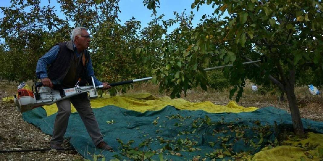 13.400 dekardan 500 ton üretim yapılıyor! Beklenen hasat sonunda geldi: Sabahın ilk ışıklarında tarlada hareketlilik başlıyor 4